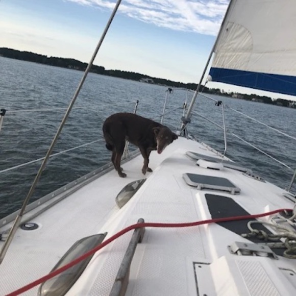 Meet your Posher, Liam - Picture 1 of 1